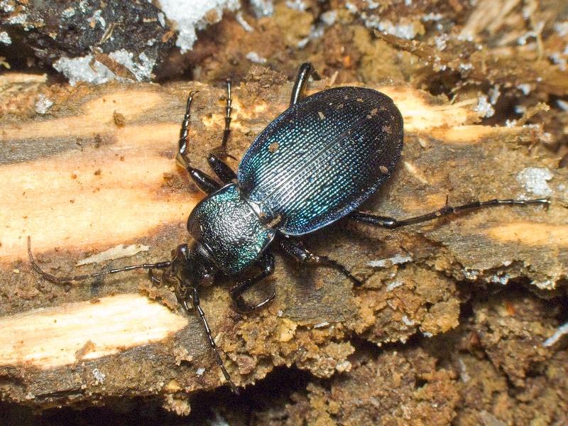 Carabus gyllenhali Fischer, 1827